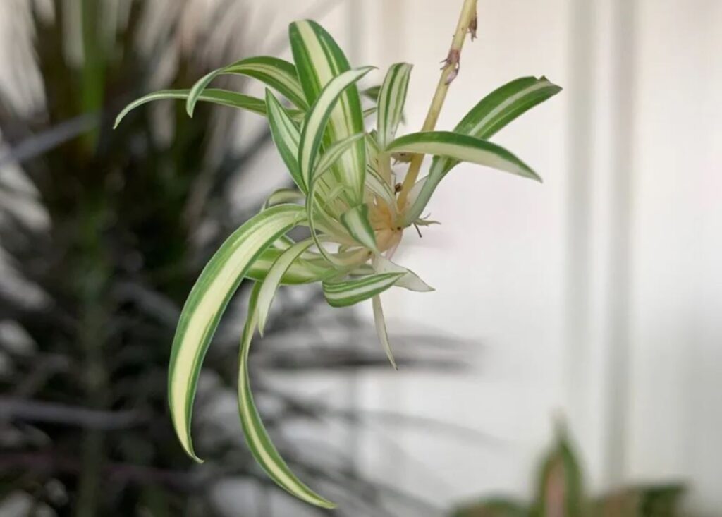 spider-plant-propagating-spiderettes.htm